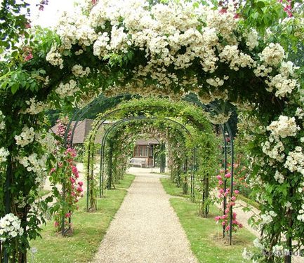 {take me away № 17 | the most beautiful rose gardens around the world}