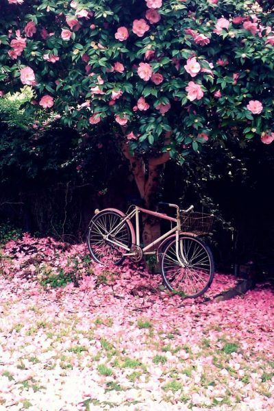 {places : beneath the camellia blossoms}