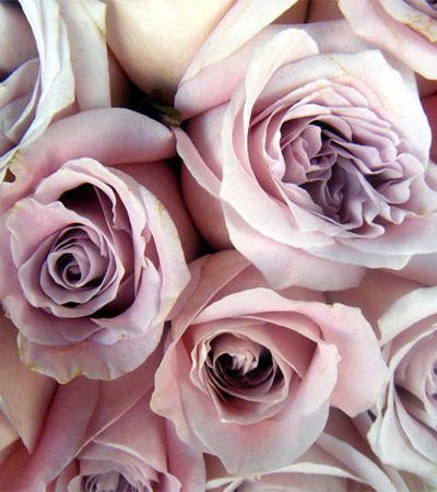 {two lovely things : january roses}
