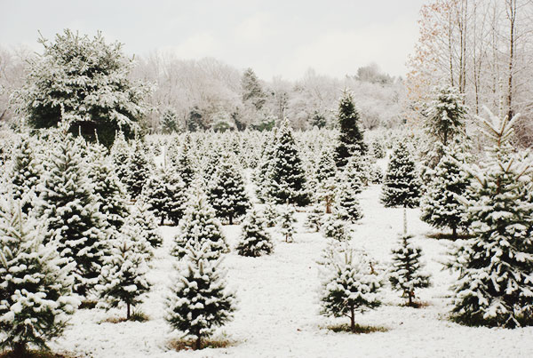 {holiday inspiration | finding the perfect christmas tree & other disasters}