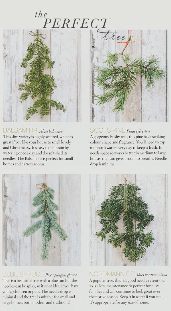 {holiday inspiration | finding the perfect christmas tree & other disasters}