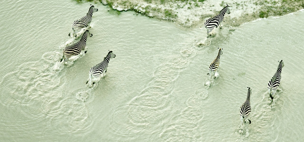 Photography : The African Savannah by Zack Seckler