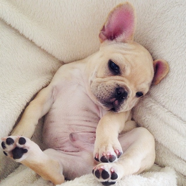 From Instagram : 25 Images with Milo the French Bulldog, also known as Frenchiebutt