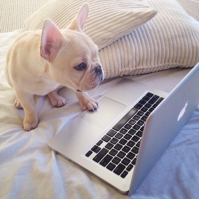 From Instagram : 25 Images with Milo the French Bulldog, also known as Frenchiebutt