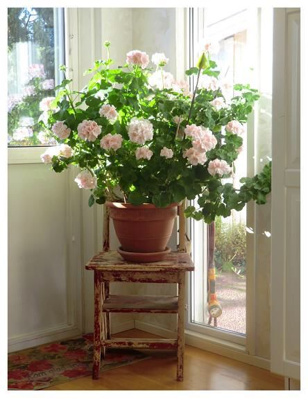At Home | Décor Inspiration: Falling in Love with Geraniums