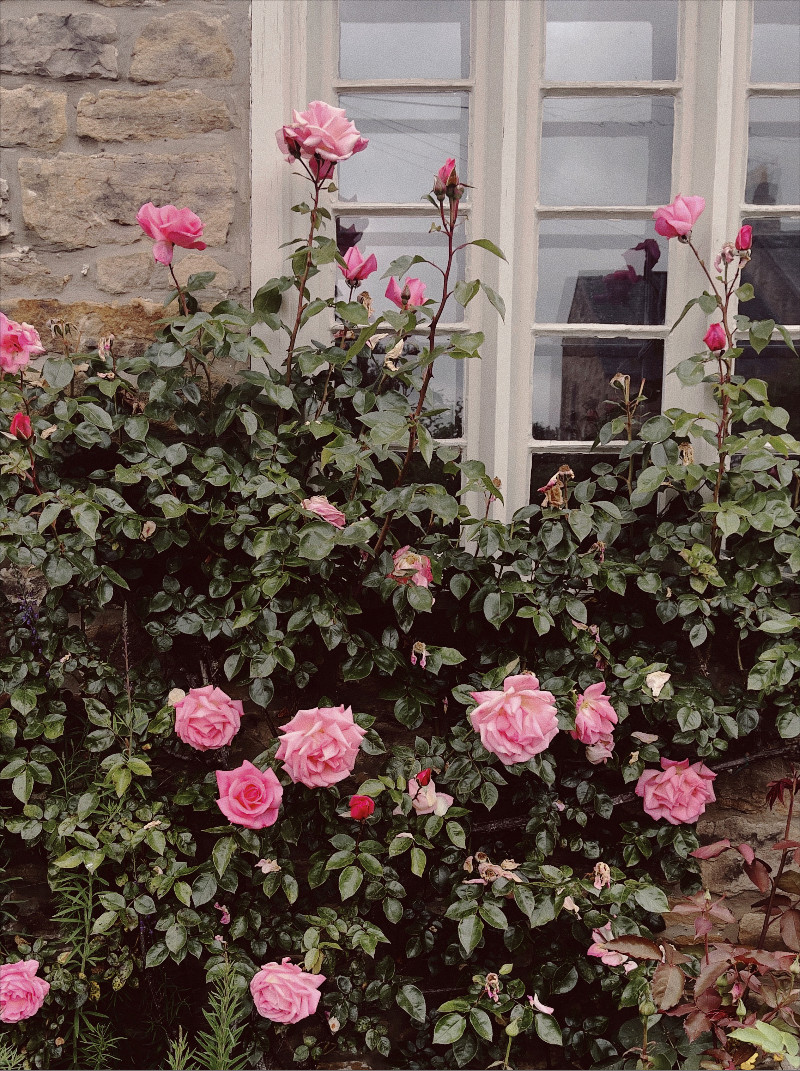 Photo Diary | Life Lately: A Midsummer’s Evening, Gazpacho & Late-June Roses